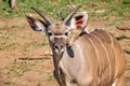 Approximately 12 month old Nyala male near the Chobe river in Botswana Royalty Free Stock Photo