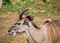 Approximately 12 month old Nyala male near the Chobe river in Botswana