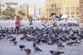 Lots of pigeons and local people in Doha