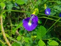 Aprajita Vishnukanta Yonipushpa Aparajita Shankhpushpi Clitoria Ternatea Butterfly Pea Flower Plant Royalty Free Stock Photo