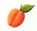 Apricot