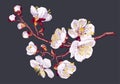 Spring flowers. Branch of realistic white apricot flowers.