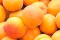 Apricot