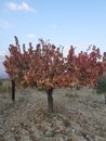 Apricot in autumn golden nice leaves