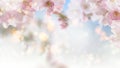 Apricot background with cherry blossom tree in springtime with bokeh and sunny lights