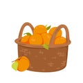 Apricot basket, wicker box for apricot or peach harvest storage, wattled container Royalty Free Stock Photo