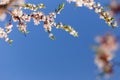 Apricot bloom on the blue background