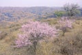 Early spring in loess plateau Royalty Free Stock Photo