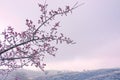 Early spring apricot flower Royalty Free Stock Photo