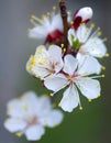 Apricot blossom