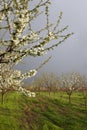 Apricot blossom