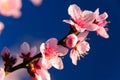 Apricot blossom Royalty Free Stock Photo