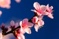 Apricot blossom