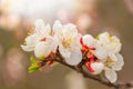 Apricot blossom in april on a transparent spring day in bright sunlight