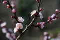 Apricot blossom in blooming. Blossoming apricot fruit branch. Spring