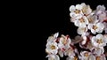 Apricot blossom branch isolated on black Royalty Free Stock Photo