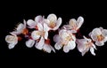 Apricot blossom branch isolated on black Royalty Free Stock Photo