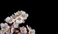 Apricot blossom branch isolated on black Royalty Free Stock Photo