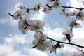 Apricot blossom branches against the blue sky with white clouds. Royalty Free Stock Photo