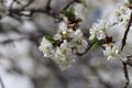 Apricot blossom. Cherry blossom. Apple blossom. Beautiful flowers. Spring time. Sunny day.