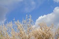 Apricot cherry Peach Blossom flowering. Flowers blossom wallpaper.