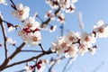 Apricot blossom Royalty Free Stock Photo