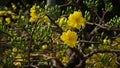 Apricot blossom flowers White in HCMC city Market Holiday Ho Chi Minh city Tet Vietnam Royalty Free Stock Photo