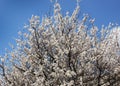 Apricot blossom in the garden in spring in Ukraine Royalty Free Stock Photo