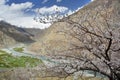 Apricot blossom in Himalayas Royalty Free Stock Photo