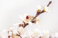 Apricot blossom Royalty Free Stock Photo