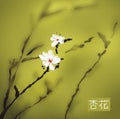 Apricot blossom watercolor Royalty Free Stock Photo