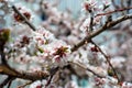 Apricot blossom. white-pink flowers on a still completely bare tree Royalty Free Stock Photo