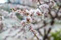 Apricot blossom. white-pink flowers on a still completely bare tree Royalty Free Stock Photo