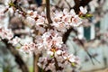 Apricot blossom. white-pink flowers on a still completely bare tree Royalty Free Stock Photo