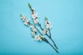 Apricot blossoming twigs on a blue background