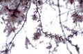 Apricot blossoms Royalty Free Stock Photo