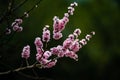 Apricot blossoms blooming