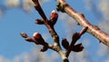 Apricot Blossoms