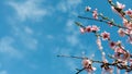 Apricot blossoms in full bloom with beautiful pink petals against blue sky background. Royalty Free Stock Photo