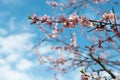 Apricot blossoms in full bloom with beautiful pink petals against blue sky background. Royalty Free Stock Photo