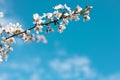 Apricot blossoms in full bloom with beautiful pink petals against blue sky background. Royalty Free Stock Photo