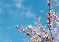 Apricot blossoms in full bloom with beautiful pink petals against blue sky background. Royalty Free Stock Photo
