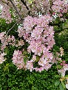 Apricot blossoms on a tree