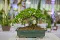 Apricot bonsai tree blooming in spring with yellow flowering branches curving create unique beauty of spring in Vietnam