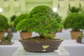 Apricot bonsai tree blooming in spring with yellow flowering branches curving create unique beauty of spring in Vietnam