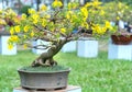 Apricot bonsai tree blooming with yellow flowering branches curving create unique beauty