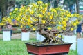 Apricot bonsai tree blooming with yellow flowering branches curving create unique beauty