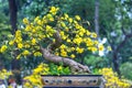 Apricot bonsai tree blooming with yellow flowering branches curving create unique beauty