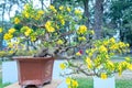 Apricot bonsai tree blooming with yellow flowering branches curving create unique beauty