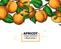 Apricot branch border. Hand drawn isolated fruit. Summer food illustration Royalty Free Stock Photo